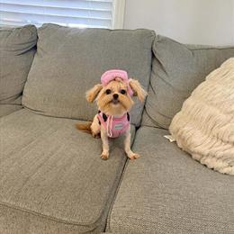 Peekapoo for Adoption in Winston-Salem, nc