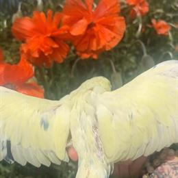 Indian Ringnecks Ready for New Homes in California City, ca