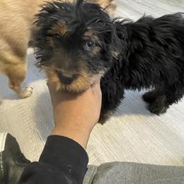 Bernedoodle Puppies Available - 2 Male Black and Tan in Harper Woods, mi