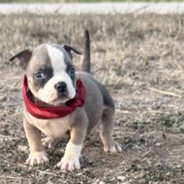 American Bully Puppies Ready for New Homes in San Antonio, tx