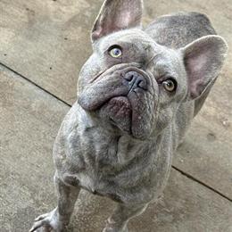 3 Year Old Female French Bulldog Looking for a Calm Home in Fayetteville, nc
