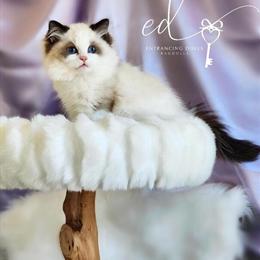 Beautiful Ragdoll Kittens for Adoption in Tucson, az