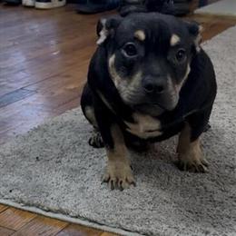 Bully Puppies for Sale - Black Tri Girl and Boy in Detroit, mi