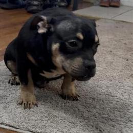 Male and Female Puppies for Adoption in Detroit, mi