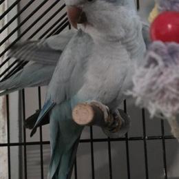 Rehoming 2 Male Quaker Parrots in Concord, nc