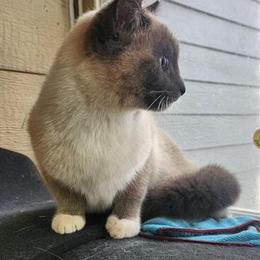 Scottish Fold and Ragdoll Mix Female Cat in Clinton Township, mi
