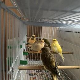 Beautiful and healthy canaries for sale in Albany, ny