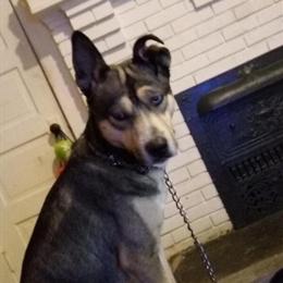 Siberian Husky and German Shepherd Mix Needs Loving Home in Dayton, oh