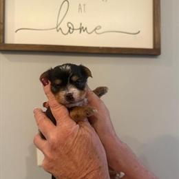 Yorkshire Terrier Puppies Available in Bloomington, Illinois in Bloomington, il