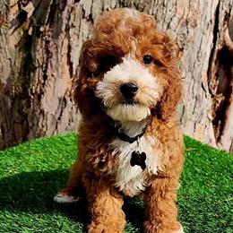 Cavapoo Male Available in Indianapolis, in
