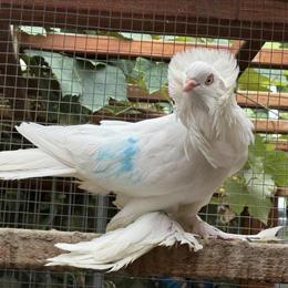 American Saint Pigeon Pair Ready for New Home in Buffalo Grove, il