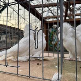 American Saint Pigeons Available in Buffalo Grove, il