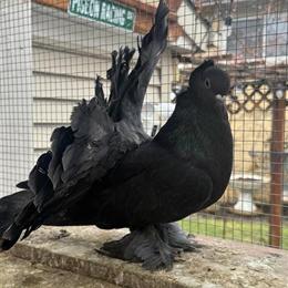 Indian Fantail Pigeons Available in Buffalo Grove, il