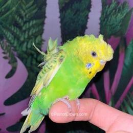 Budgerigar Parakeet for Sale in Paterson, nj