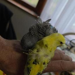 Japanese Hagoromo Baby for Sale in Paterson, nj