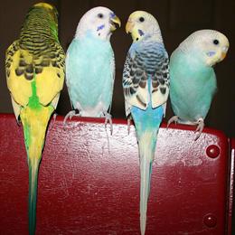 Parakeet for Sale - All Colors Available in Paterson, nj