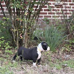 Bully Puppies Available in Rocky Mount, nc