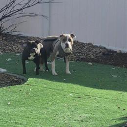 Staffordshire Bull Terrier Puppies Expected Soon in Denver, co