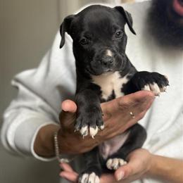 Pit Bull Puppy - All Black Female in Denver, co