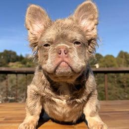 Fluffy French Bulldog Puppies Available for Loving Homes in San Francisco, ca