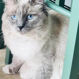 Ragdoll Stud Service with Kittens Available in Lancaster, pa