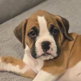 AKC Boxer Puppy Ready for New Home on 3/25 in Southington, ct