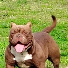 Registered Pocket Bully for Sale in Glasgow, ky