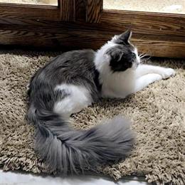Maine Coon Cat - 10 Months Old, Gray and White in Fairfax, va