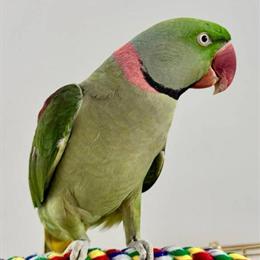 Alexandrine Parakeet - 3 Years Old, Sweet and Friendly in Fairfax, va