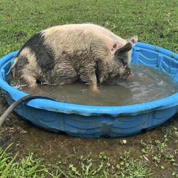Kunekune Gilt for Adoption in Lebanon, oh