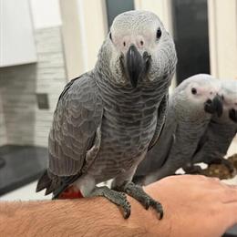 Tame Baby African Grey Parrot for Adoption in Hesperia, ca