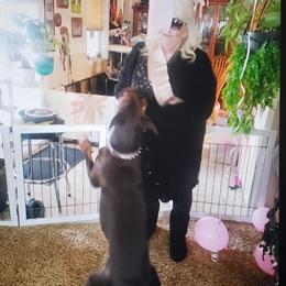 Female Doberman Looking for a New Home in Redding, ca