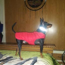 AKC Male Manchester Terrier for Sale in Redding, ca