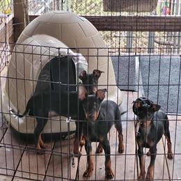 Toy Manchester Terriers - 1 Female and 2 Males Available in Redding, ca