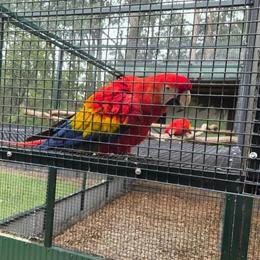 Scarlet Macaw Breeding Pair for Sale in New York, ny