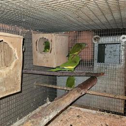 Canary-winged parakeets for sale in Buffalo, ny