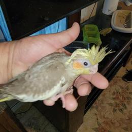 Handfed Baby Cockatiels Available Now in Sumter, sc