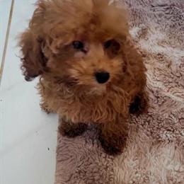 Red Female Toy Poodle for Adoption in Kokomo, in