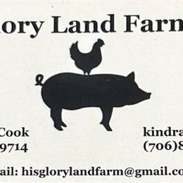 American Bresse Chickens for Sale - Day Old Chicks Available in Augusta, ga