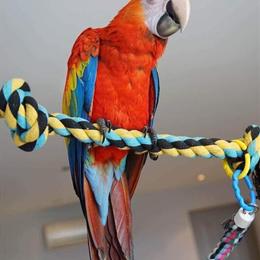 Scarlet Macaws Available for Adoption in Long Beach, ca