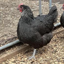 Le Grand Chickens for Sale - Day Old Chicks Available in Augusta, ga