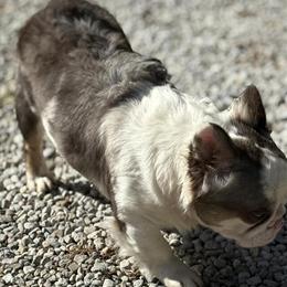 French Bulldog Puppies Available for Forever Homes in Canton, oh