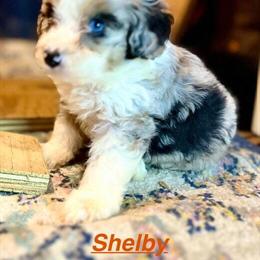 Miniature Aussiedoodle Puppies Available in Spartanburg, sc