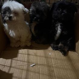 Shih Tzu Poodle Mix Puppies for Adoption in Clinton Township, mi