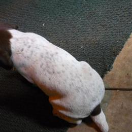 German Shorthaired Pointer Puppies Available in Alma, mi