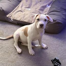 American Bully Puppies Available in Rome, ny