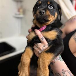 10 Week Old Pure Rottweiler Puppies in Ohio in Kent, oh
