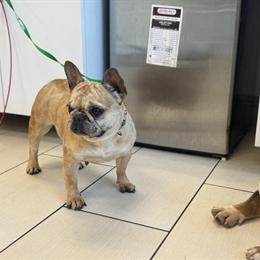 Micro Female French Bulldog for Pet Home in Cape Coral, fl