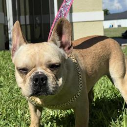 Platinum Fluffy Carrier Female Looking for Forever Home in Cape Coral, fl
