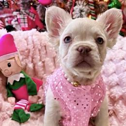 Cocoa Puppies - 4 Months Old, Ready for New Homes in Cape Coral, fl